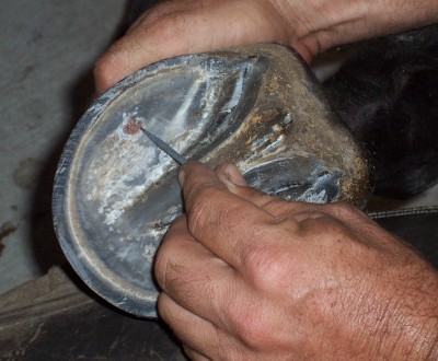 Horse Hoof Abscess
